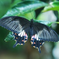 Papilio polytes Linnaeus, 1758