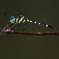 Tetrathemis yerburii Kirby, 1893