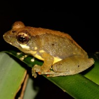 Pseudophilautus procax Megaskumbura & Manamendra-Arachcchi, 2005