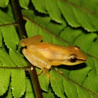 <i>Pseudophilautus tanu</i> Meegaskumbura, M., Manamendra-Arachchi, K & Pethiyagoda, R., 2009