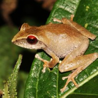 Pseudophilautus alto Manamendra-Arachchi & Pethiyagoda, 2005