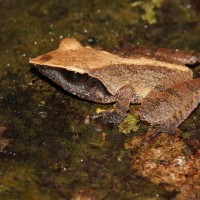 <i>Pseudophilautus cuspis</i> Manamendra-Arachchi & Pethiyagoda, 2005