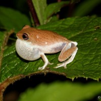 Pseudophilautus hoffmanni Manamendra-Arachchi & Pethiyagoda, 2005