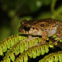 Pseudophilautus microtympanum Gunther, 1859