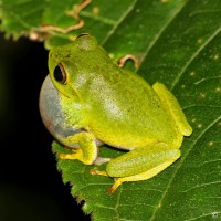 <i>Pseudophilautus viridis</i> Manamendra-Arachchi & Pethiyagoda, 2005