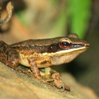 Hylarana temporalis Gunther, 1864