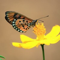 Acraea violae Fabricius, 1807