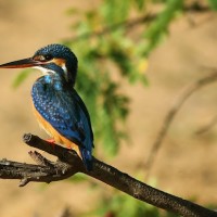 Alcedo atthis Linnaeus,1758