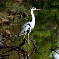 Ardea cinerea Linnaeus, 1758