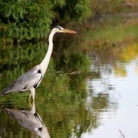 Ardea cinerea Linnaeus, 1758