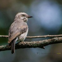 Tephrodornis affinis Blyth, 1847