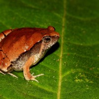 <i>Microhyla mihintalei</i>  Wijayathilaka, Garg, Senevirathne, Karunarathna, Biju & Meegaskumbura, 2016