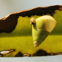 Beddomea albizonatus (Reeve 1849)