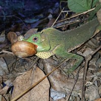 Lyriocephalus scutatus Linnaeus, 1758