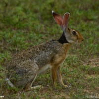 Lepus nigricollis Cuvier, 1823