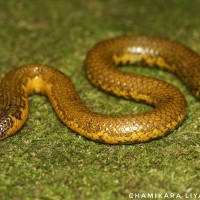 Rhinophis erangaviraji Wickramasinghe,Vidanapathirana, Wickramasinghe & Ranwella, 2009