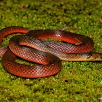 Aspidura ceylonensis Gunther 1958