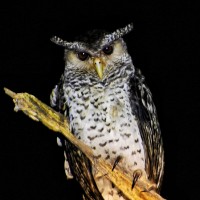 Bubo nipalensis Hodgson