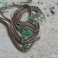 Amphiesma stolatum Linnaeus, 1758