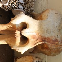 Elephas maximus Linnaeus, 1758