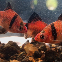 Pethia bandula Kottelat & Pethiyagoda