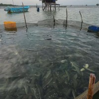 Holothuria scabra Jaeger