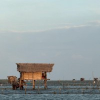 Holothuria scabra Jaeger