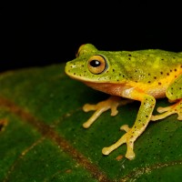 Pseudophilautus poppiae Megaskumbura & Manamendra-Arachcchi, 2005