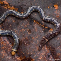 Rhinophis homolepis  Hemprich, 1820
