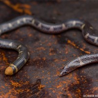 Rhinophis homolepis  Hemprich, 1820