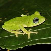 Pseudophilautus femoralis Gunther 1864