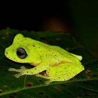Pseudophilautus femoralis Gunther 1864