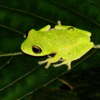 Pseudophilautus femoralis Gunther 1864