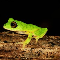 Pseudophilautus femoralis Gunther 1864